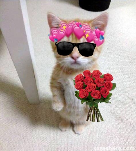 Bộ Sưu Tập 99+ Meme Mèo Tặng Hoa Cute, Đáng Yêu cho Mọi Dịp Meme mèo tặng hoa đáng yêu hài nhẹ