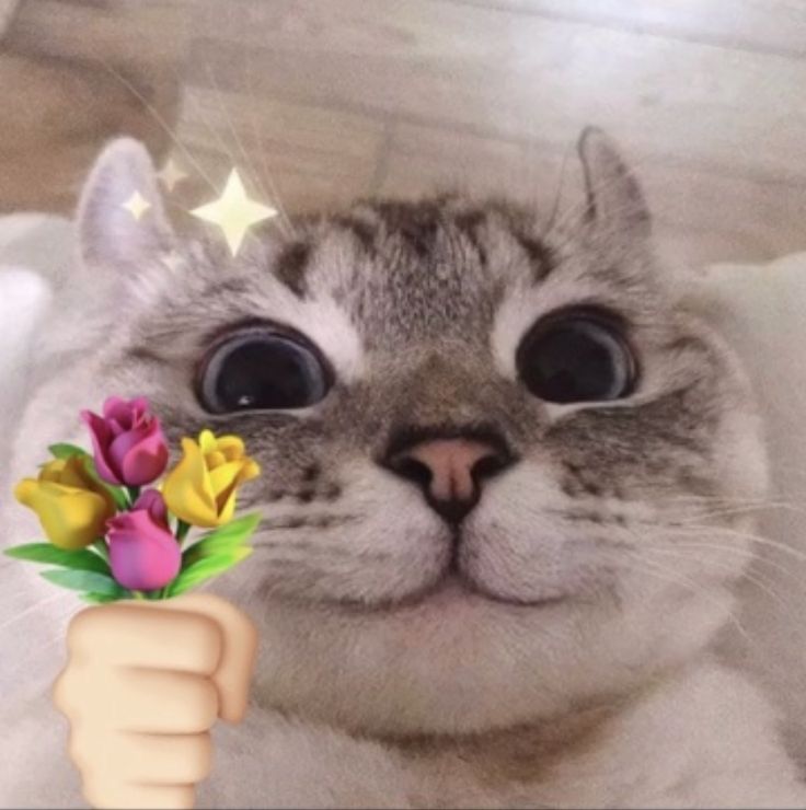 Bộ Sưu Tập 99+ Meme Mèo Tặng Hoa Cute, Đáng Yêu cho Mọi Dịp Meme mèo cầm hoa meme dễ thương