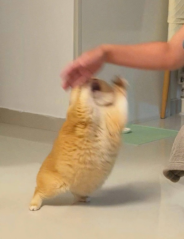 Top 79+ Ảnh Meme Mèo Tức Giận Cute Cực Kỳ Đáng Yêu meme mèo tức giận nhưng vẫn đáng yêu