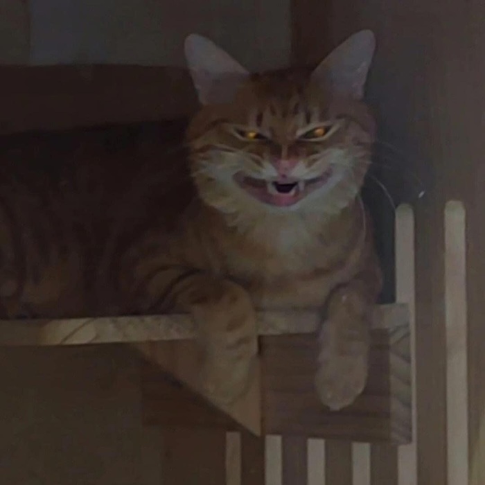 Top 79+ Ảnh Meme Mèo Tức Giận Cute Cực Kỳ Đáng Yêu meme mèo tức giận biểu cảm khó ở