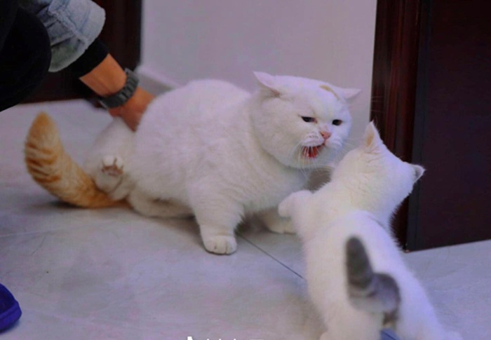 Top 79+ Ảnh Meme Mèo Tức Giận Cute Cực Kỳ Đáng Yêu meme mèo tức giận hài cho mạng xã hội