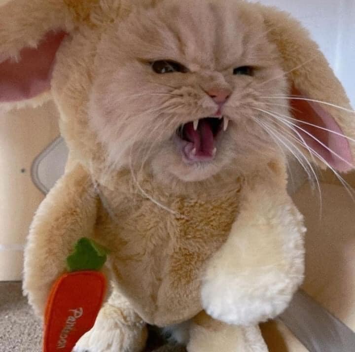 Top 79+ Ảnh Meme Mèo Tức Giận Cute Cực Kỳ Đáng Yêu meme mèo tức giận biểu cảm gắt gỏng