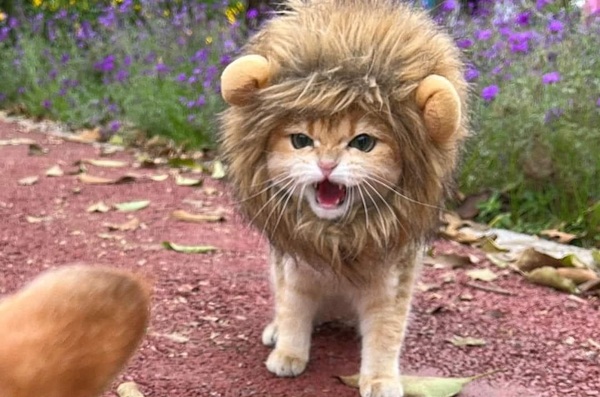 Top 79+ Ảnh Meme Mèo Tức Giận Cute Cực Kỳ Đáng Yêu meme mèo tức giận khi bị chọc