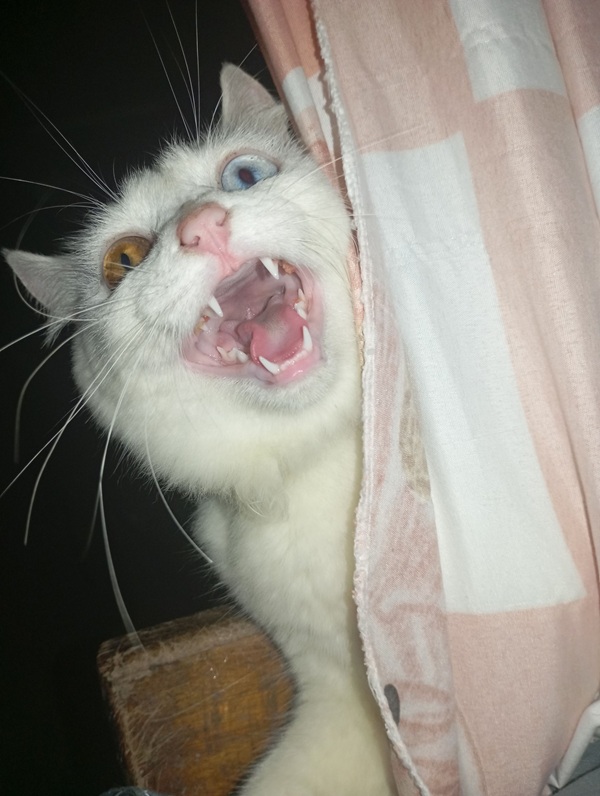 Top 79+ Ảnh Meme Mèo Tức Giận Cute Cực Kỳ Đáng Yêu meme mèo tức giận kiểu sắp nổi điên