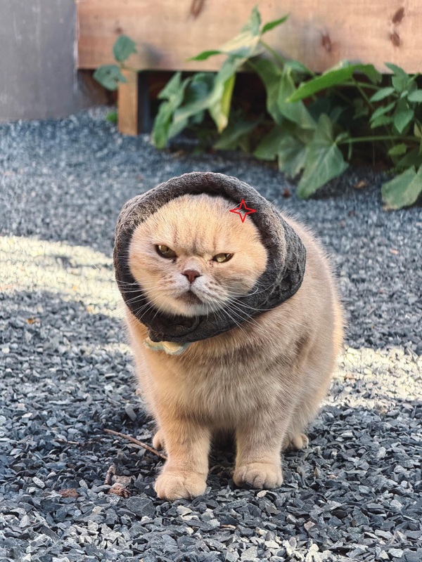 Top 79+ Ảnh Meme Mèo Tức Giận Cute Cực Kỳ Đáng Yêu meme mèo tức giận vô tri không cảm xúc