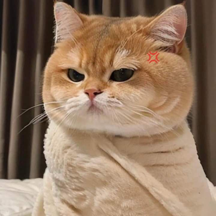 Top 79+ Ảnh Meme Mèo Tức Giận Cute Cực Kỳ Đáng Yêu meme mèo tức giận kiểu không vừa ý