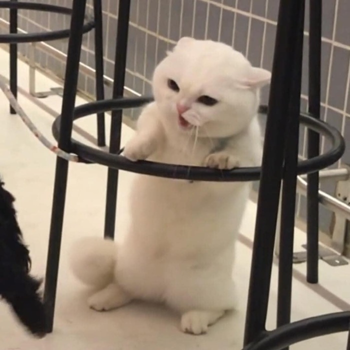 Top 79+ Ảnh Meme Mèo Tức Giận Cute Cực Kỳ Đáng Yêu meme mèo tức giận cho trạng thái cáu