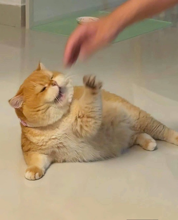 Top 79+ Ảnh Meme Mèo Tức Giận Cute Cực Kỳ Đáng Yêu meme mèo tức giận biểu cảm cau có