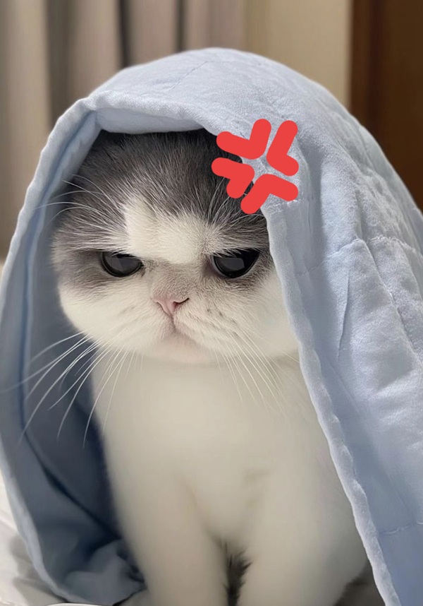Top 79+ Ảnh Meme Mèo Tức Giận Cute Cực Kỳ Đáng Yêu meme mèo tức giận nhưng trông vẫn cute