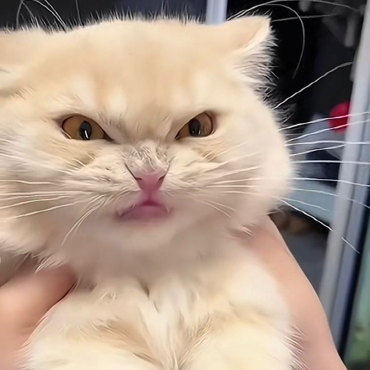 Top 79+ Ảnh Meme Mèo Tức Giận Cute Cực Kỳ Đáng Yêu meme mèo tức giận biểu cảm căng thẳng