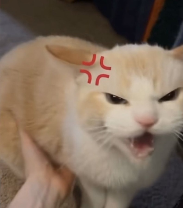 Top 79+ Ảnh Meme Mèo Tức Giận Cute Cực Kỳ Đáng Yêu meme mèo tức giận nhìn là thấy khó ở