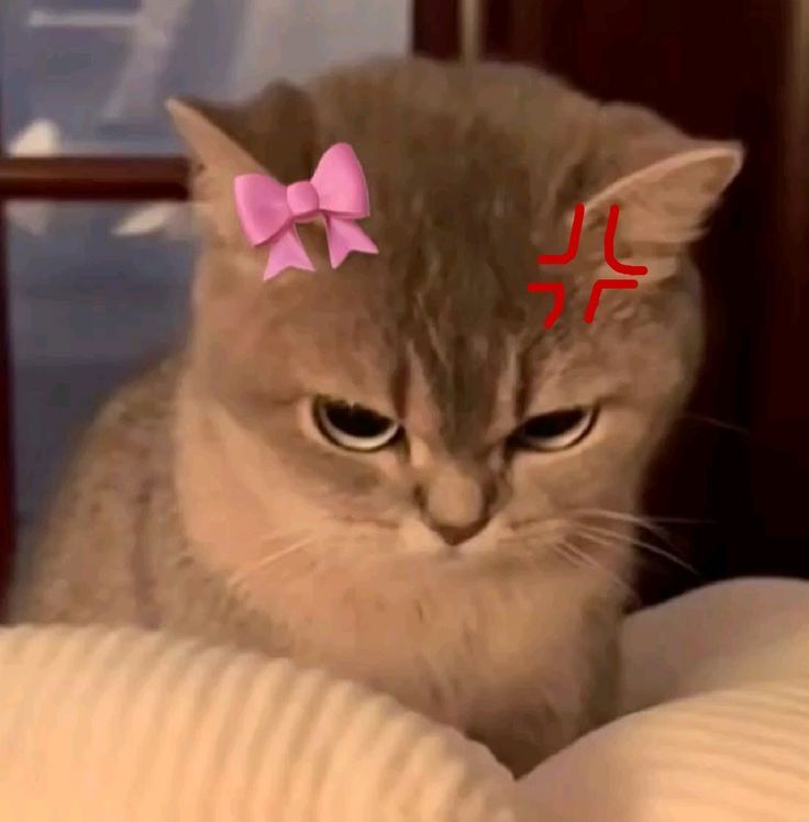 Top 79+ Ảnh Meme Mèo Tức Giận Cute Cực Kỳ Đáng Yêu meme mèo tức giận cho lúc không vui