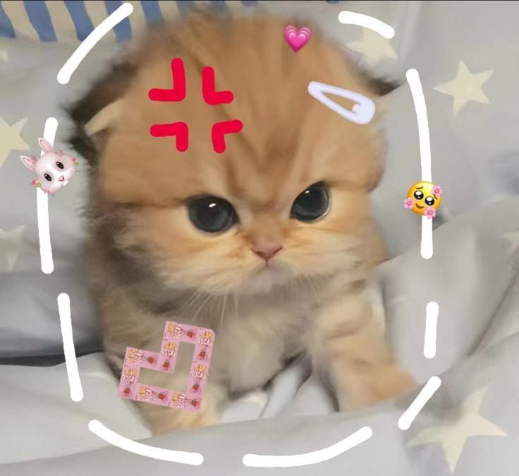 Top 79+ Ảnh Meme Mèo Tức Giận Cute Cực Kỳ Đáng Yêu meme mèo tức giận hài đúng tâm trạng