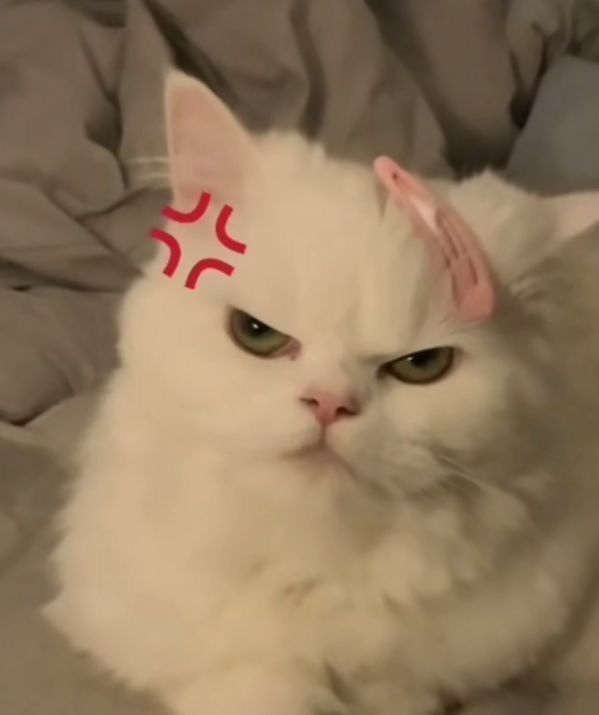 Top 79+ Ảnh Meme Mèo Tức Giận Cute Cực Kỳ Đáng Yêu meme mèo tức giận kiểu sắp cáu