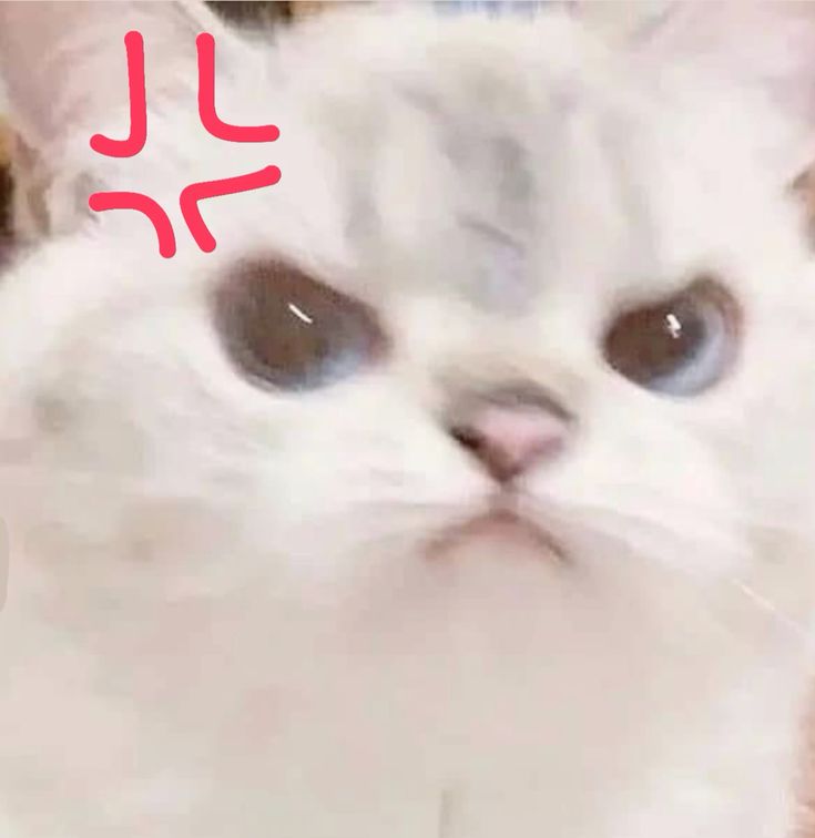 Top 79+ Ảnh Meme Mèo Tức Giận Cute Cực Kỳ Đáng Yêu meme mèo tức giận vô tri nhưng gắt