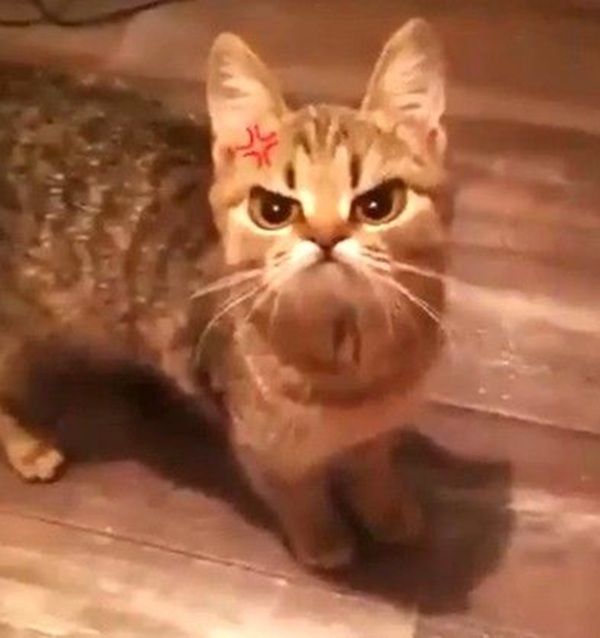 Top 79+ Ảnh Meme Mèo Tức Giận Cute Cực Kỳ Đáng Yêu meme mèo tức giận biểu cảm lạnh lùng