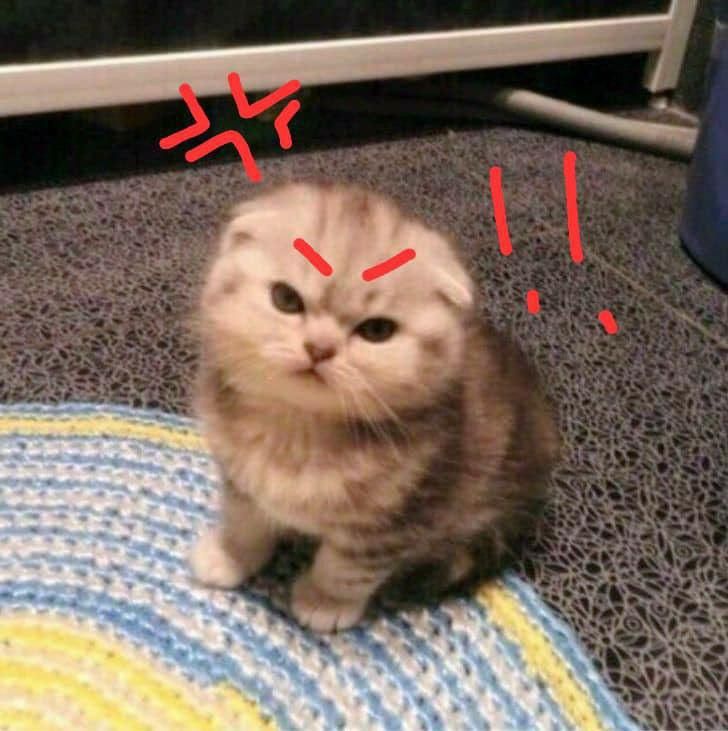 Top 79+ Ảnh Meme Mèo Tức Giận Cute Cực Kỳ Đáng Yêu meme mèo tức giận biểu cảm lạnh lùng
