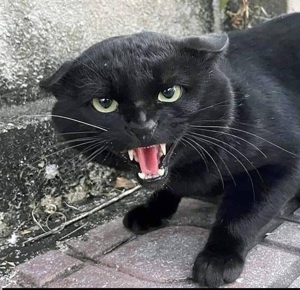 Top 79+ Ảnh Meme Mèo Tức Giận Cute Cực Kỳ Đáng Yêu meme mèo tức giận nhìn rất khó chịu
