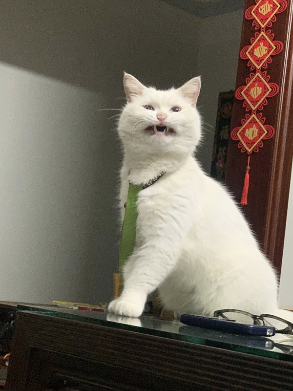 Top 79+ Ảnh Meme Mèo Tức Giận Cute Cực Kỳ Đáng Yêu meme mèo tức giận nhìn là thấy bực