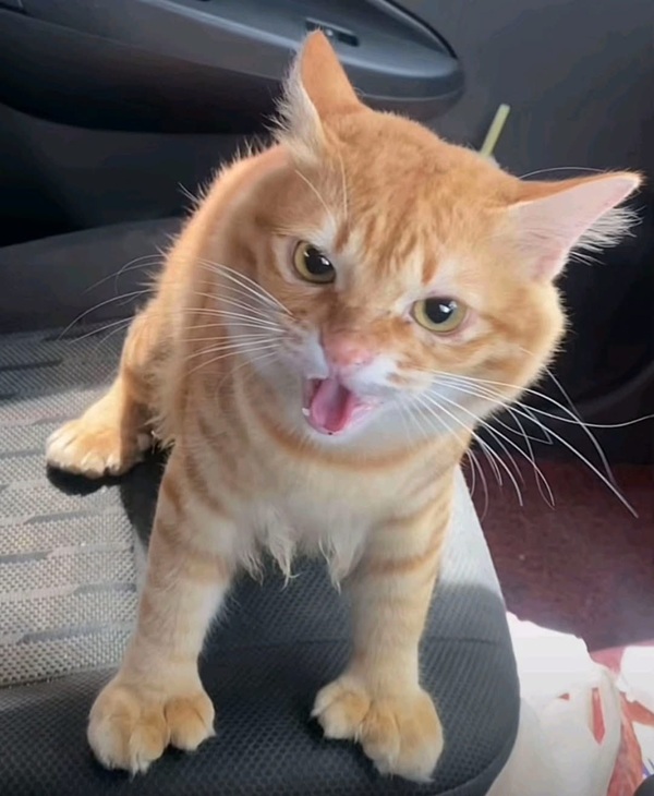 Top 79+ Ảnh Meme Mèo Tức Giận Cute Cực Kỳ Đáng Yêu meme mèo tức giận nhìn rất gắt