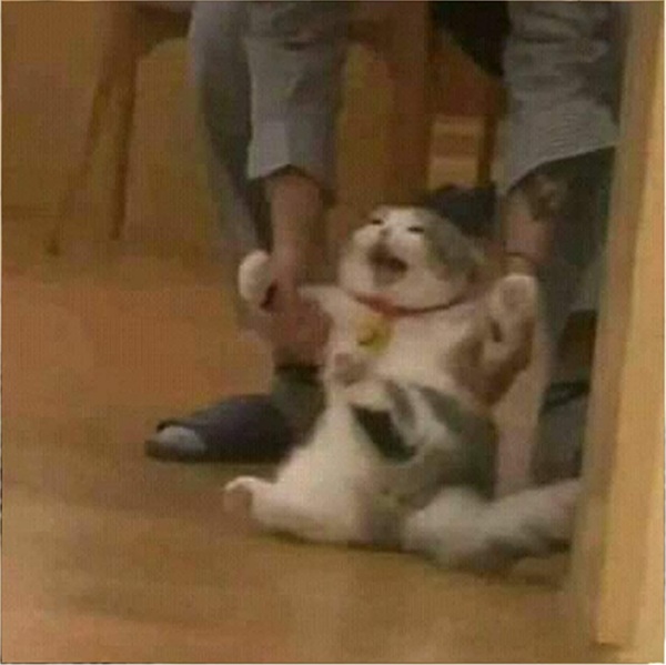 Top 79+ Ảnh Meme Mèo Tức Giận Cute Cực Kỳ Đáng Yêu meme mèo tức giận vô tri