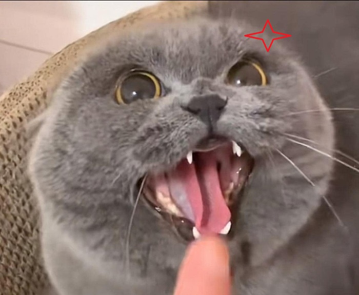 Top 79+ Ảnh Meme Mèo Tức Giận Cute Cực Kỳ Đáng Yêu meme mèo tức giận nhìn là thấy bực