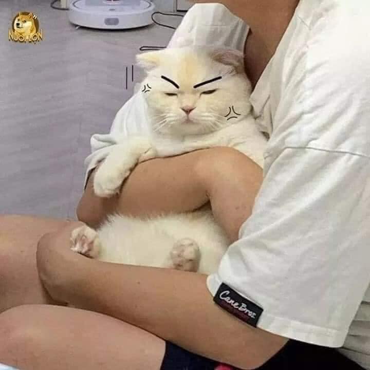 Top 79+ Ảnh Meme Mèo Tức Giận Cute Cực Kỳ Đáng Yêu meme mèo tức giận mặt hằm hằm
