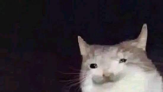 Tổng Hợp 49+ Ảnh Mèo Meme Vô Tri Cute & Lầy Lội ảnh mèo meme vô tri cho ngày không mood