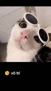 Tổng Hợp 49+ Ảnh Mèo Meme Vô Tri Cute & Lầy Lội ảnh mèo meme vô tri chán đời