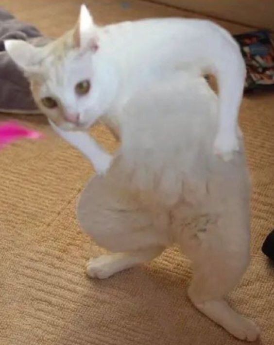 Tổng Hợp 49+ Ảnh Mèo Meme Vô Tri Cute & Lầy Lội ảnh mèo meme vô tri biểu cảm khó tả