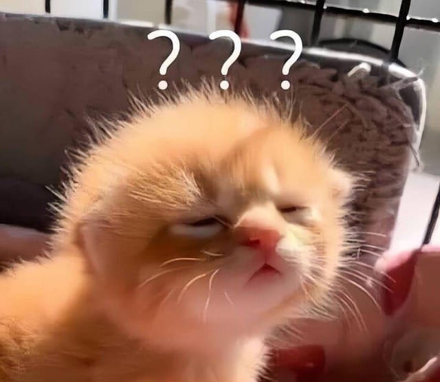 Tổng Hợp 49+ Ảnh Mèo Meme Vô Tri Cute & Lầy Lội ảnh mèo meme vô tri nhìn đời chậm