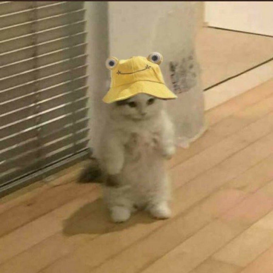 Tổng Hợp 49+ Ảnh Mèo Meme Vô Tri Cute & Lầy Lội ảnh mèo meme vô tri hài không lời