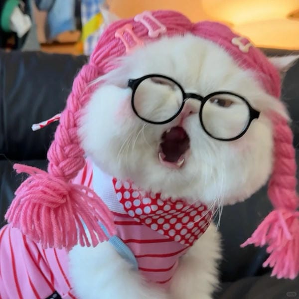 Tổng Hợp 49+ Ảnh Mèo Meme Vô Tri Cute & Lầy Lội ảnh mèo meme vô tri không muốn phản ứng
