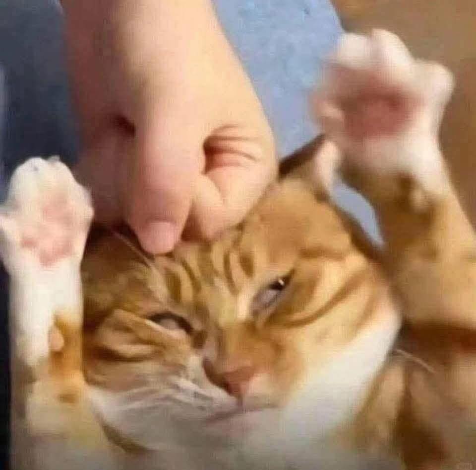 Tổng Hợp 49+ Ảnh Mèo Meme Vô Tri Cute & Lầy Lội ảnh mèo meme vô tri biểu cảm vô cảm