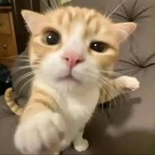 Tổng Hợp 49+ Ảnh Mèo Meme Vô Tri Cute & Lầy Lội ảnh mèo meme vô tri biểu cảm thờ ơ