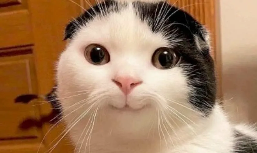 Tổng Hợp 49+ Ảnh Mèo Meme Vô Tri Cute & Lầy Lội ảnh mèo meme vô tri nhìn không suy nghĩ