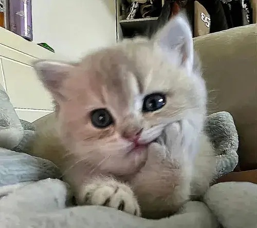 Tổng Hợp 49+ Ảnh Mèo Meme Vô Tri Cute & Lầy Lội ảnh mèo meme vô tri cho ngày mệt