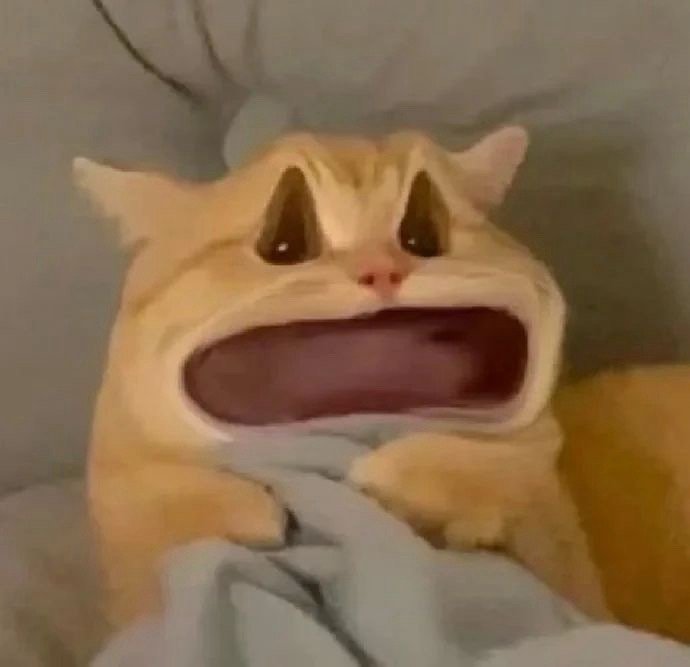 Tổng Hợp 49+ Ảnh Mèo Meme Vô Tri Cute & Lầy Lội ảnh mèo meme vô tri biểu cảm chậm