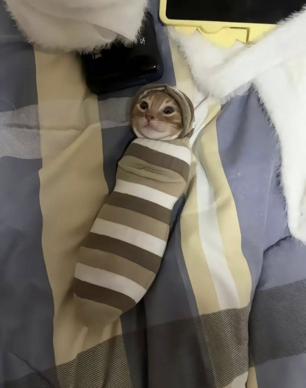 Tổng Hợp 49+ Ảnh Mèo Meme Vô Tri Cute & Lầy Lội ảnh mèo meme vô tri vibe lạnh