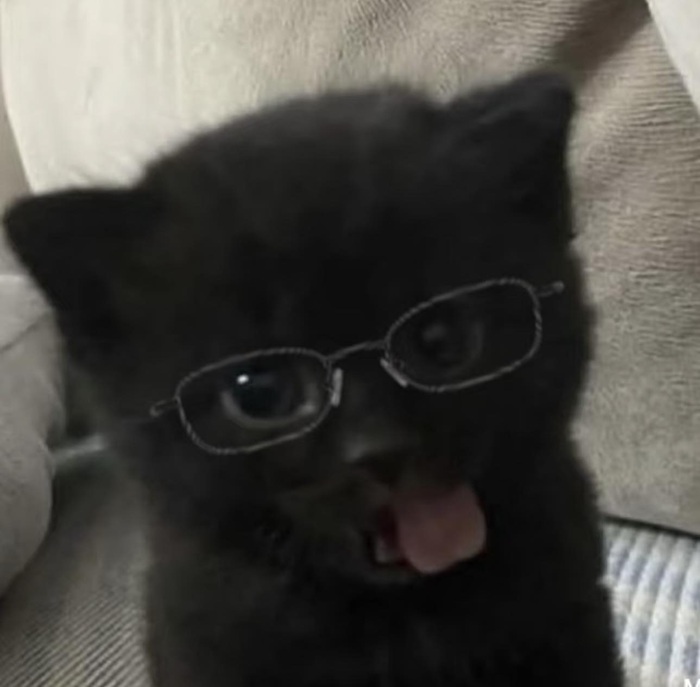 Tổng Hợp 49+ Ảnh Mèo Meme Vô Tri Cute & Lầy Lội ảnh mèo meme vô tri nhìn đời nhạt
