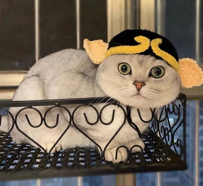 ảnh mèo meme vô tri biểu cảm vô định