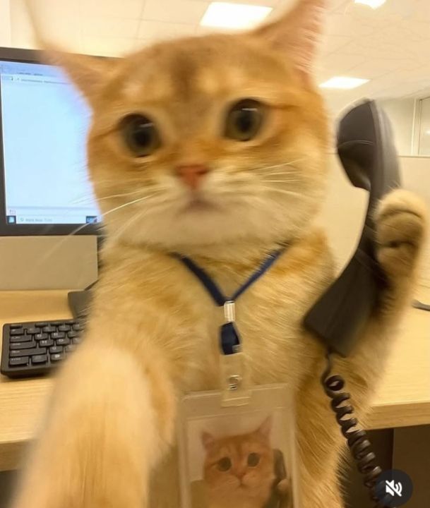 Tổng Hợp 49+ Ảnh Mèo Meme Vô Tri Cute & Lầy Lội ảnh mèo meme vô tri hài không lời