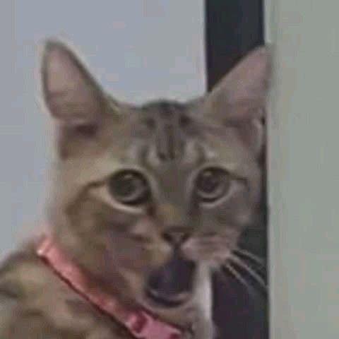 Tổng Hợp 49+ Ảnh Mèo Meme Vô Tri Cute & Lầy Lội ảnh mèo meme vô tri ngạc nhiên