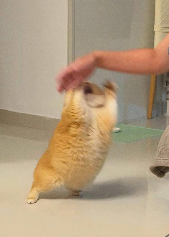 Tổng Hợp 49+ Ảnh Mèo Meme Vô Tri Cute & Lầy Lội ảnh mèo meme vô tri cho người ít nói