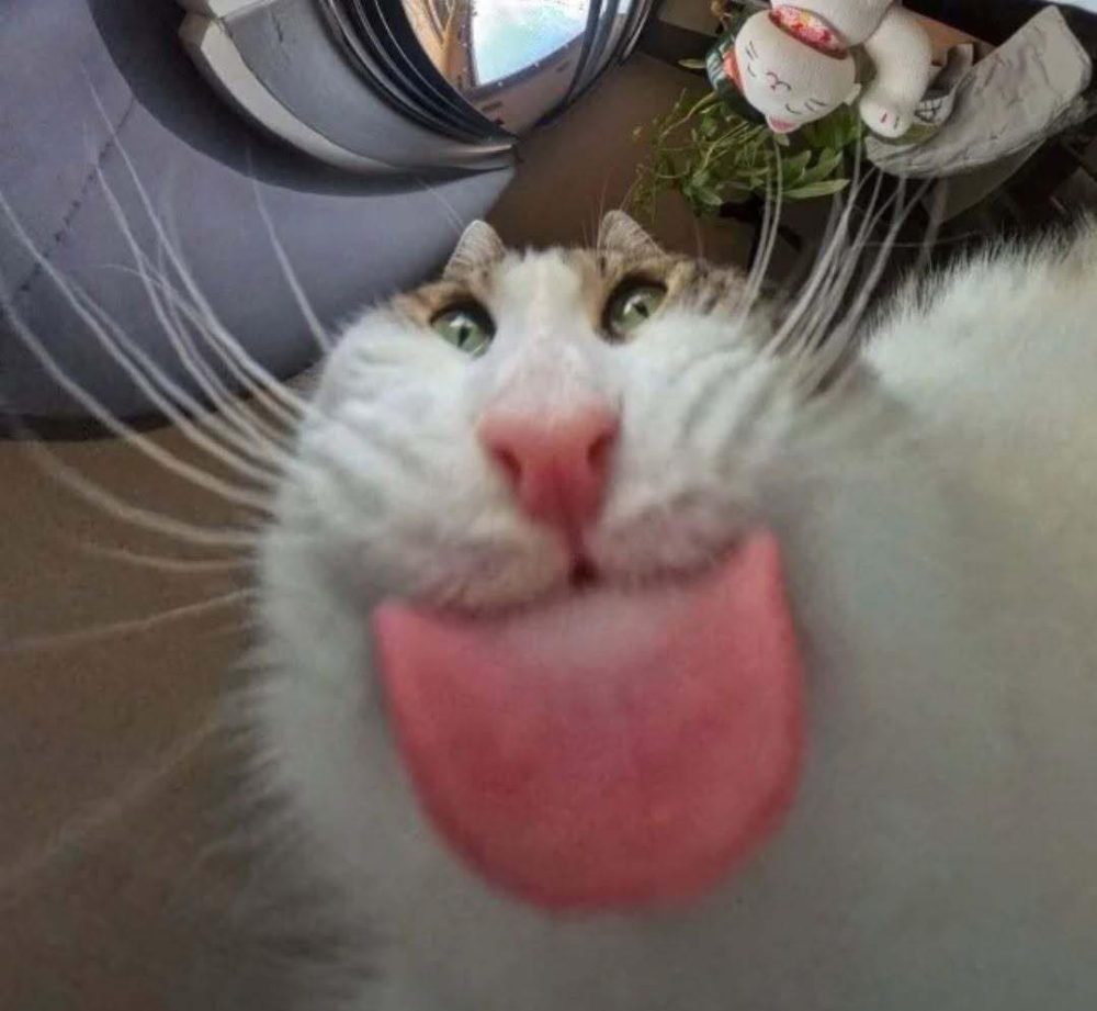 Tổng Hợp 49+ Ảnh Mèo Meme Vô Tri Cute & Lầy Lội ảnh mèo meme vô tri nhìn là hiểu