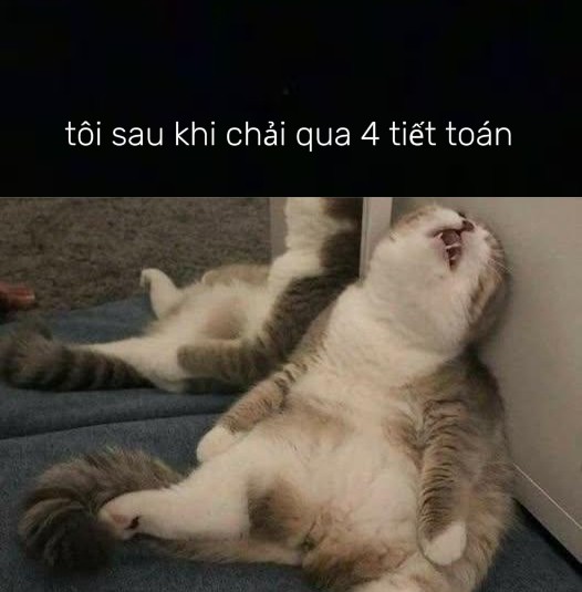 Tổng Hợp 49+ Ảnh Mèo Meme Vô Tri Cute & Lầy Lội ảnh mèo meme vô tri biểu cảm mệt