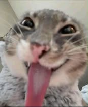 Tổng Hợp 49+ Ảnh Mèo Meme Vô Tri Cute & Lầy Lội ảnh mèo meme vô tri hài nhẹ