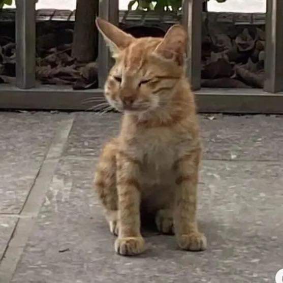 Tổng Hợp 49+ Ảnh Mèo Meme Vô Tri Cute & Lầy Lội ảnh mèo meme vô tri biểu cảm đơ