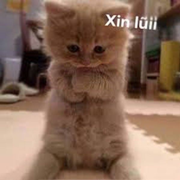 Tuyển Tập 39+ Meme Mèo Xin Lỗi Siêu Đáng Yêu meme mèo xin lỗi nhìn rất tội