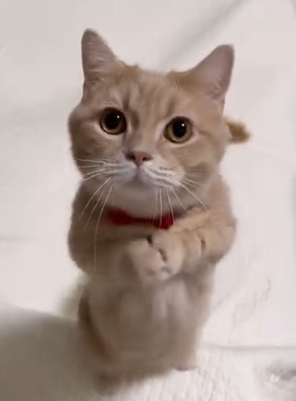 Tuyển Tập 39+ Meme Mèo Xin Lỗi Siêu Đáng Yêu meme mèo xin lỗi nhìn rất tội nghiệp